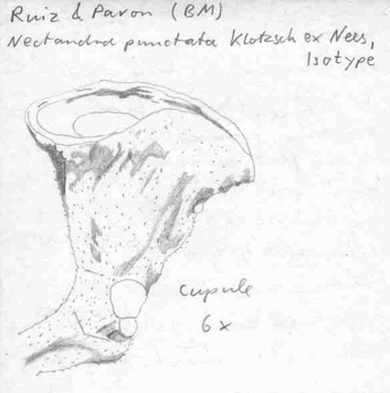 Vorschaubild Nectandra punctata (Ruiz & Pav.) Klotzsch ex Nees